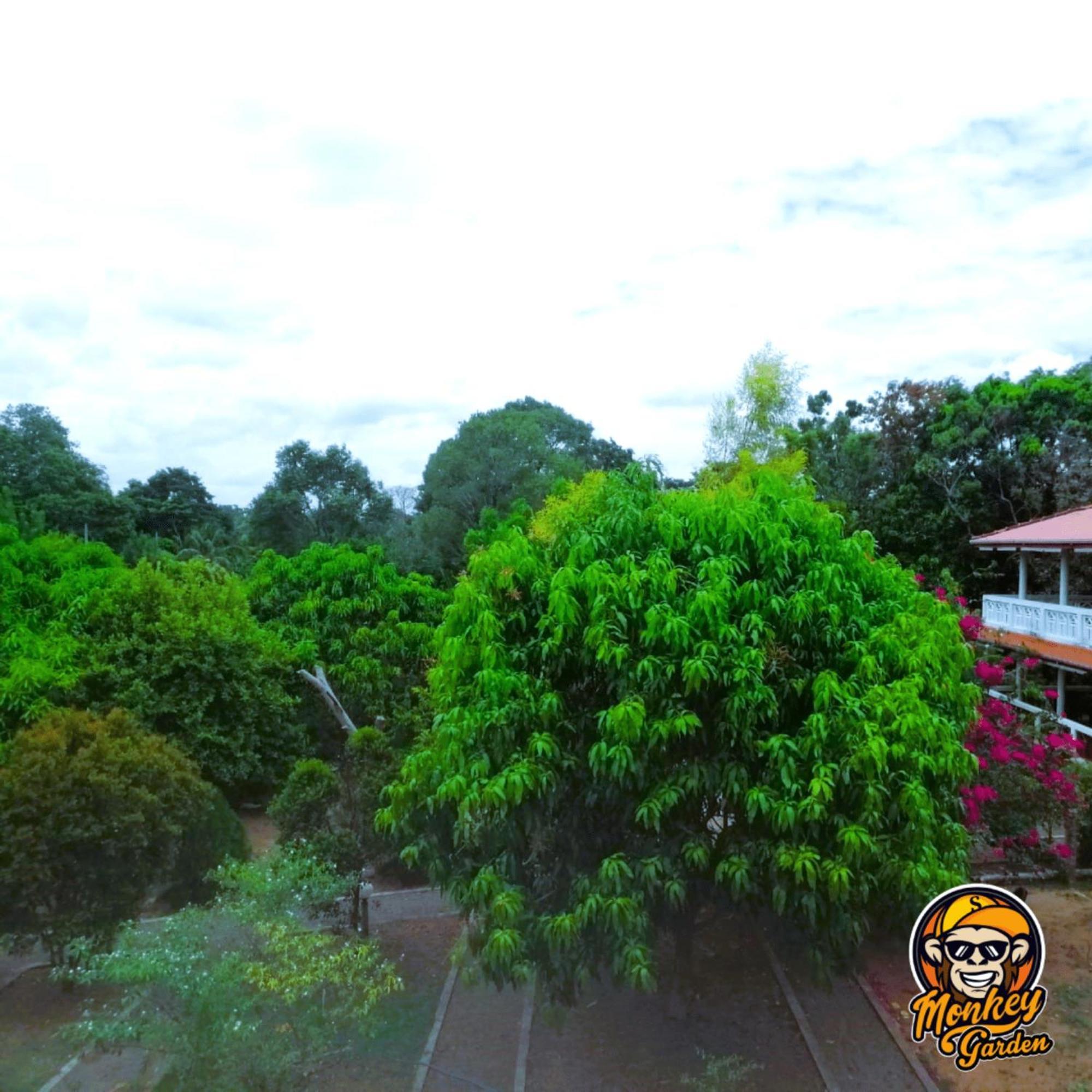 The Monkey Garden Hostel Sigiriya Exterior photo